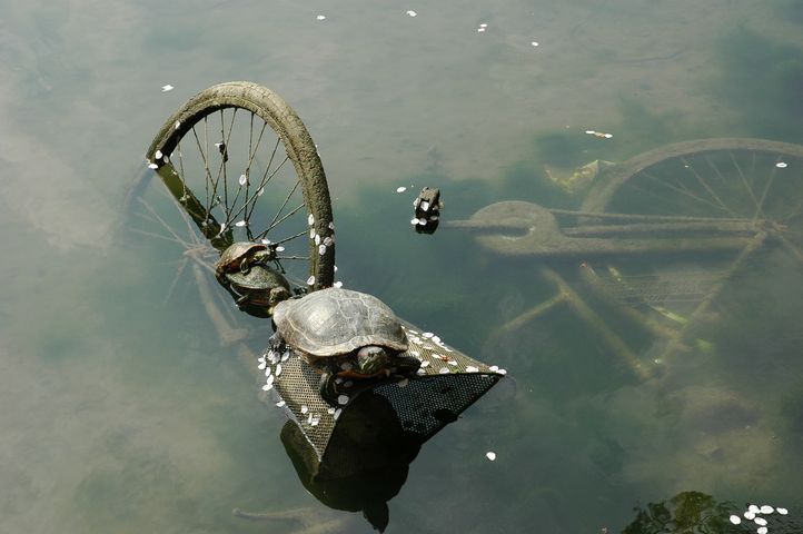 turtle.jpg